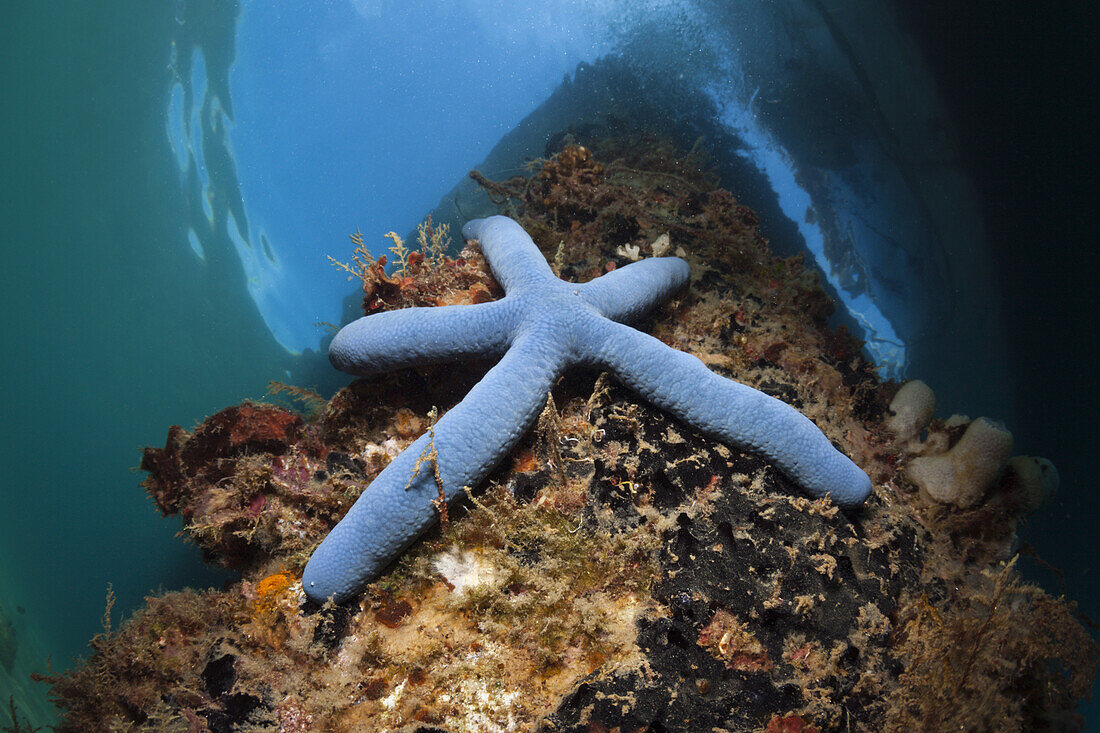 Blue Starfish under a Jetty, Linckia laevigata, Ambon, Moluccas, Indonesia