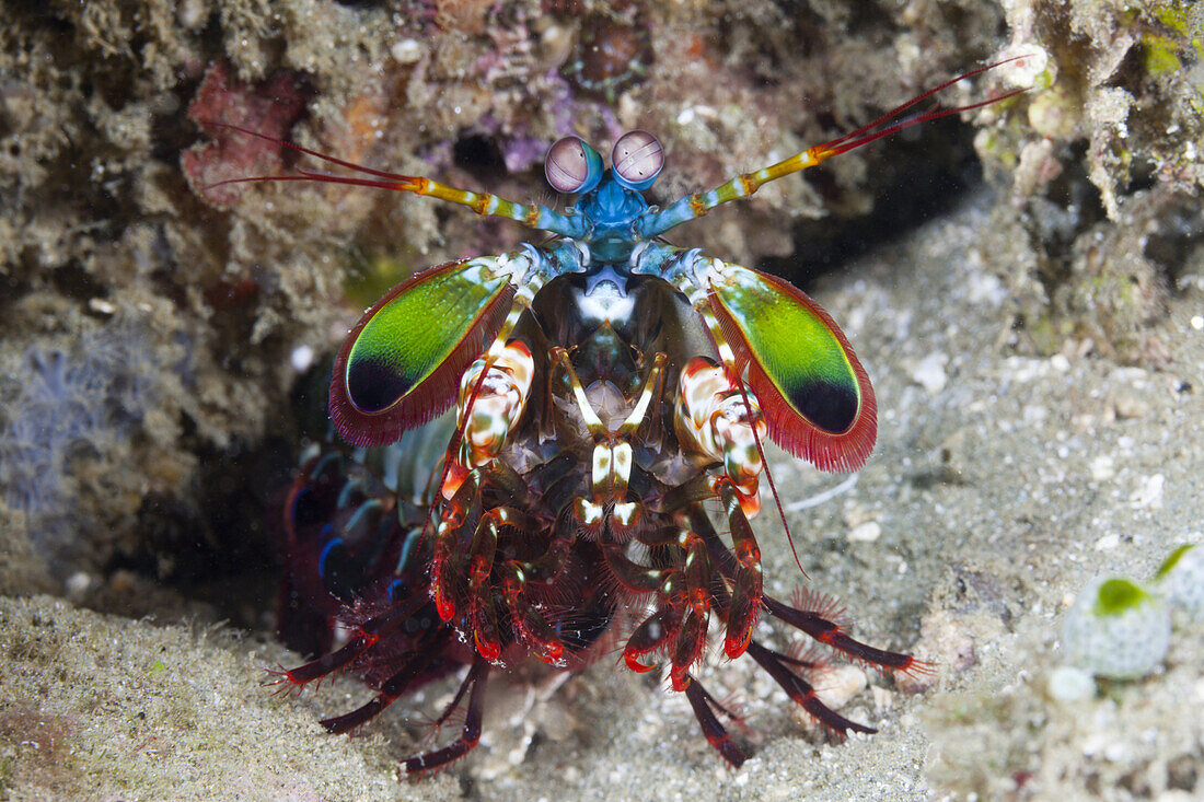 Mantis Shrimp, Odontodactylus scyllarus, Ambon, Moluccas, Indonesia