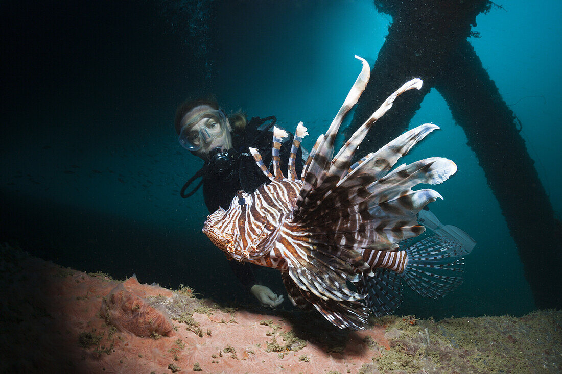 Diver and Lionfish under a Jetty, Pterois volitans, Ambon, Moluccas, Indonesia