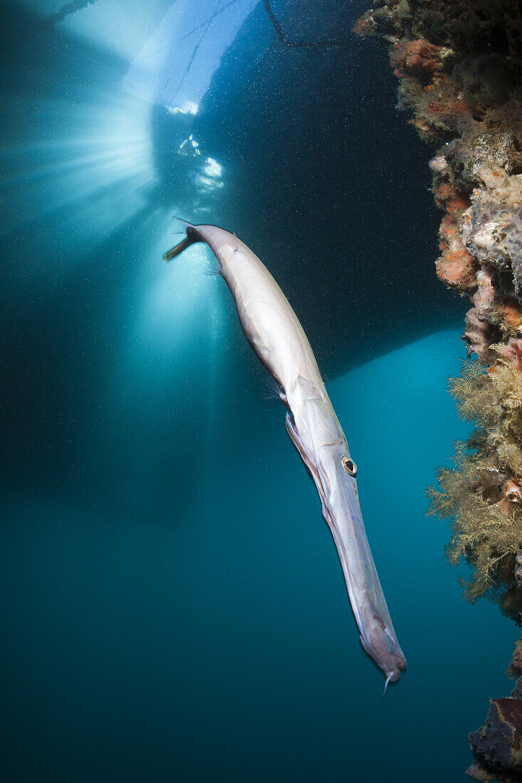 Trompetenfisch unter BootsSteg, Mole, Pier, anlegesteg, Aulostomus chinensis, Ambon, Molukken, Indonesien