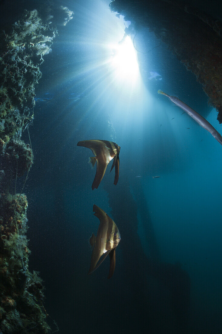 Boers Bledermausfisch unter einem Bootssteg, Platax boersii, Ambon, Molukken, Indonesien