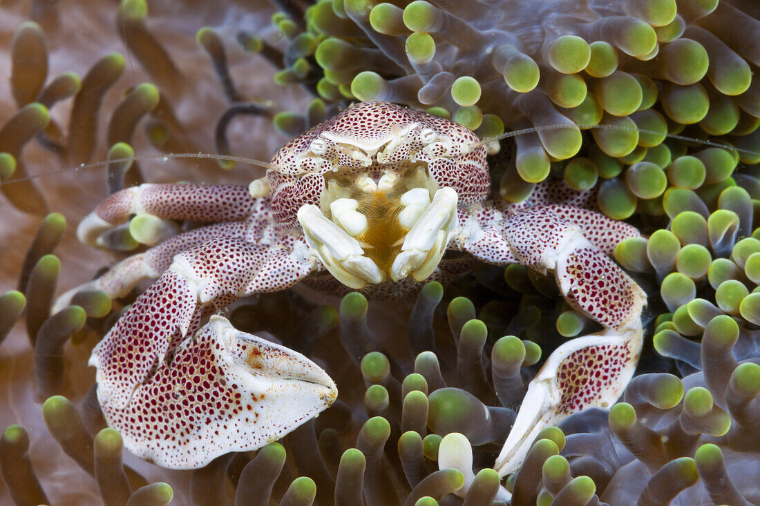 Porzellan-Krabbe, Neopetrolisthes maculatus, Ambon, Molukken, Indonesien