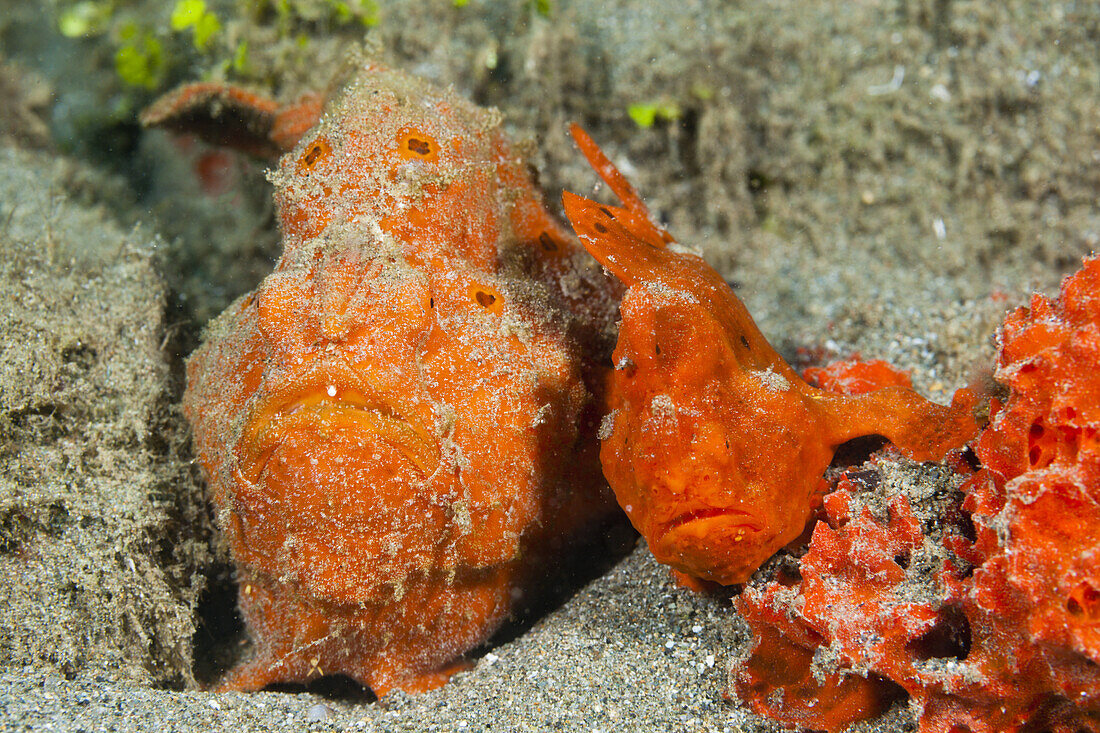 Paar orangene Rundflecken-Anglerfische, Antennarius pictus, Ambon, Molukken, Indonesien