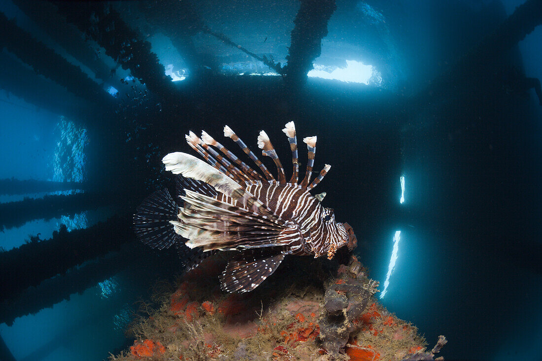 Lionfish under a Jetty, Pterois volitans, Ambon, Moluccas, Indonesia