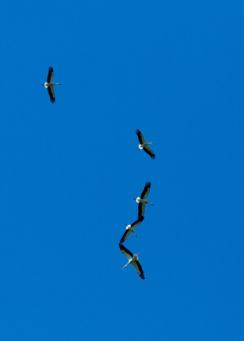 Störche in Raisting/Pähl am Ammersee, Oberbayern, D