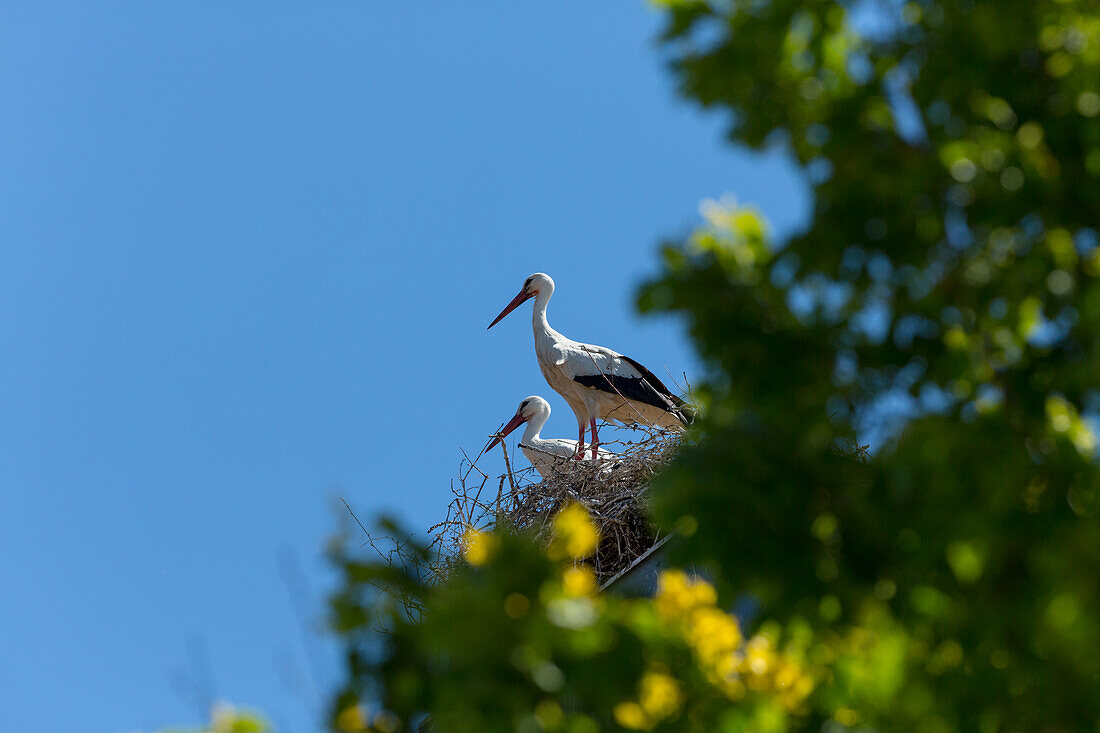 Störche in Raisting/Pähl am Ammersee, Oberbayern, D