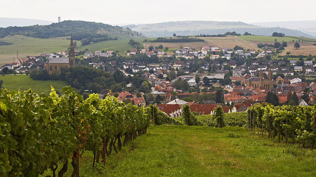 Blick über Weinberge auf Waldböckelheim mit Evangelischer (links) und Katholischer (rechts) Kirche, Kreis Bad Kreuznach, Region Nahe-Hunsrück, Rheinland-Pfalz, Deutschland, Europa