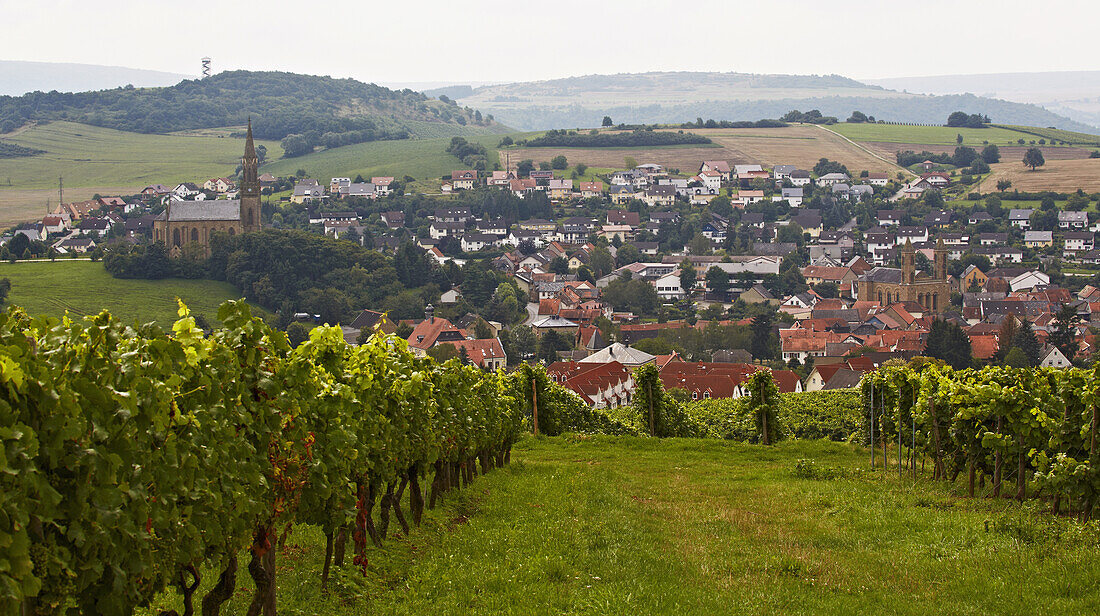 View over vineyards in Waldboeckelheim with Protestant church (left) and Catholic church (right), Administrative district of Bad Kreuznach, Region of Nahe-Hunsrueck, Rhineland-Palatinate, Germany, Europe