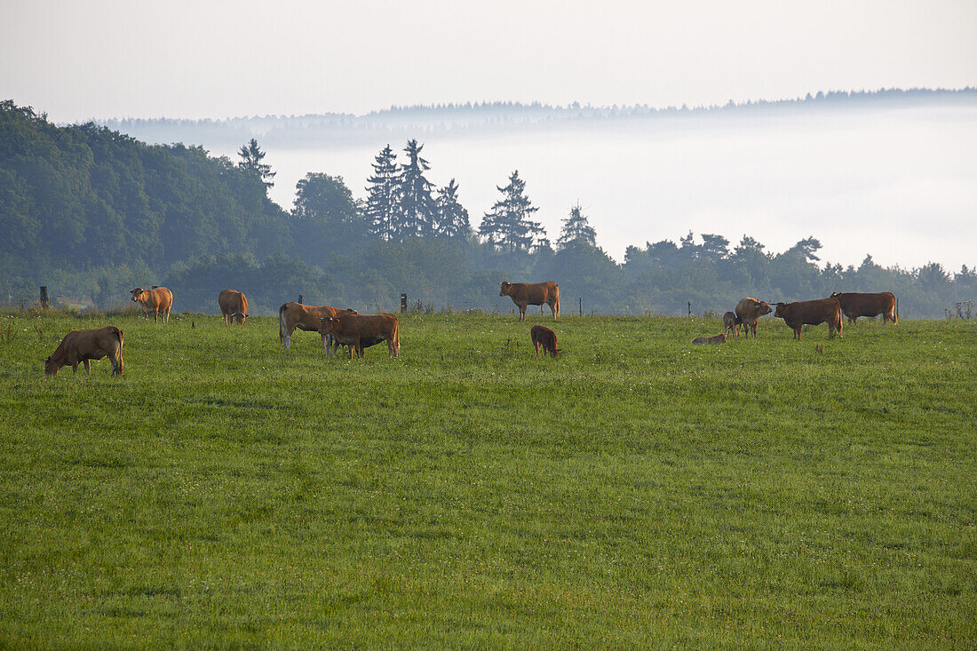 Grazing cattle near Rhaunen, Administrative district of Birkenfeld, Region of Hunsrueck, Rhineland-Palatinate, Germany, Europe