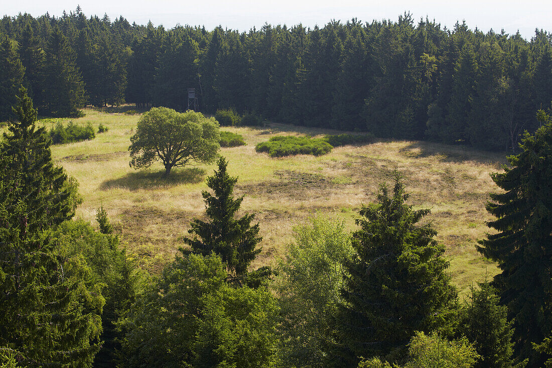 View from the Idarturm to Hochmoor, Idarwald, Idarkopf, Hunsrueck, Naturpark Saar-Hunsrueck, Rhineland-Palatinate, Germany, Europe