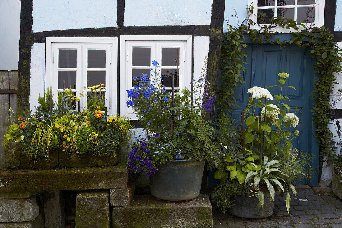 Flowers in front of the Schiefes Haus at Tecklenburg , Timber-framed house , Muensterland , Tecklenburgerland , North Rhine-Westphalia , Germany , Europe