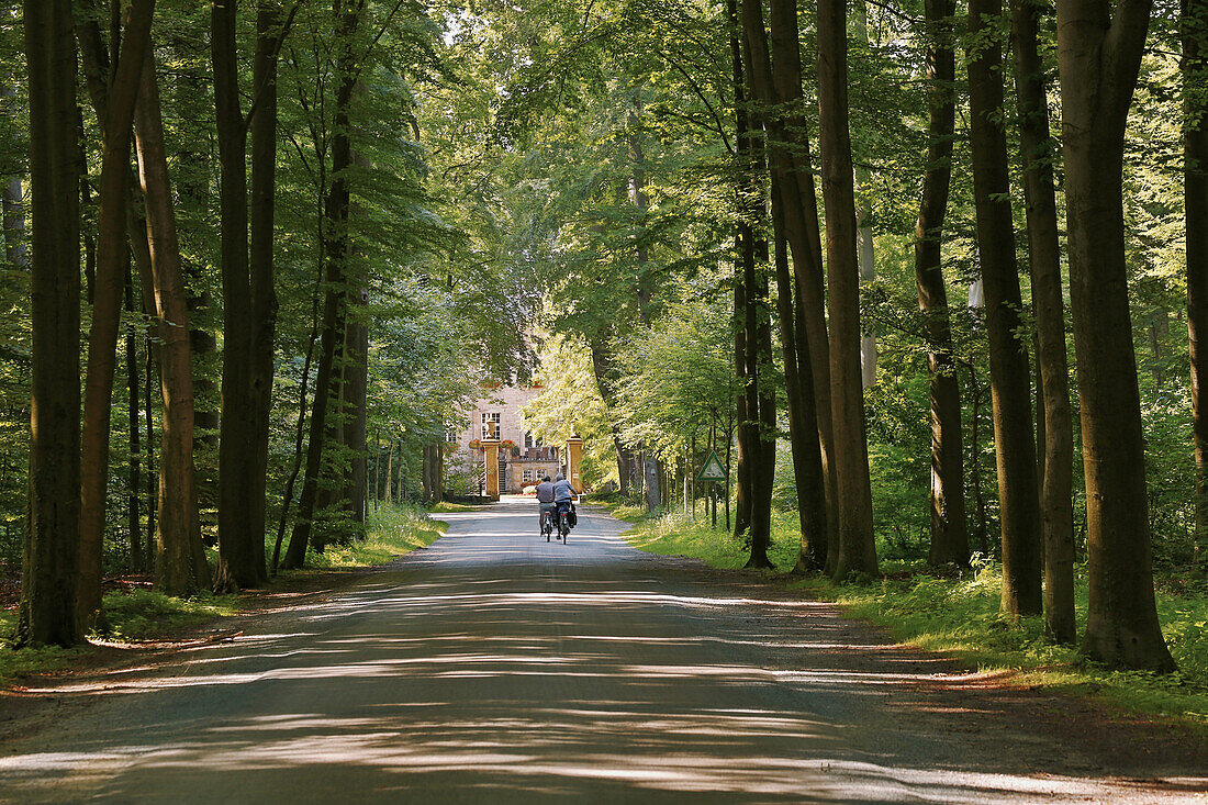 Avenue of beech trees leading to Surenburg castle , Hoerstel-Riesenbeck , Muensterland , North Rhine-Westphalia , Germany , Europe