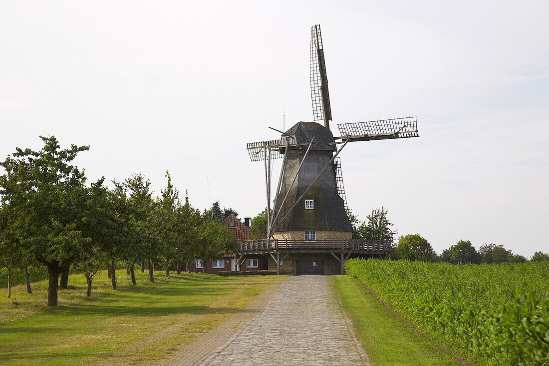 Hollicher Windmühle in Steinfurt - Hollich , Münsterland , Nordrhein-Westfalen , Deutschland , Europa