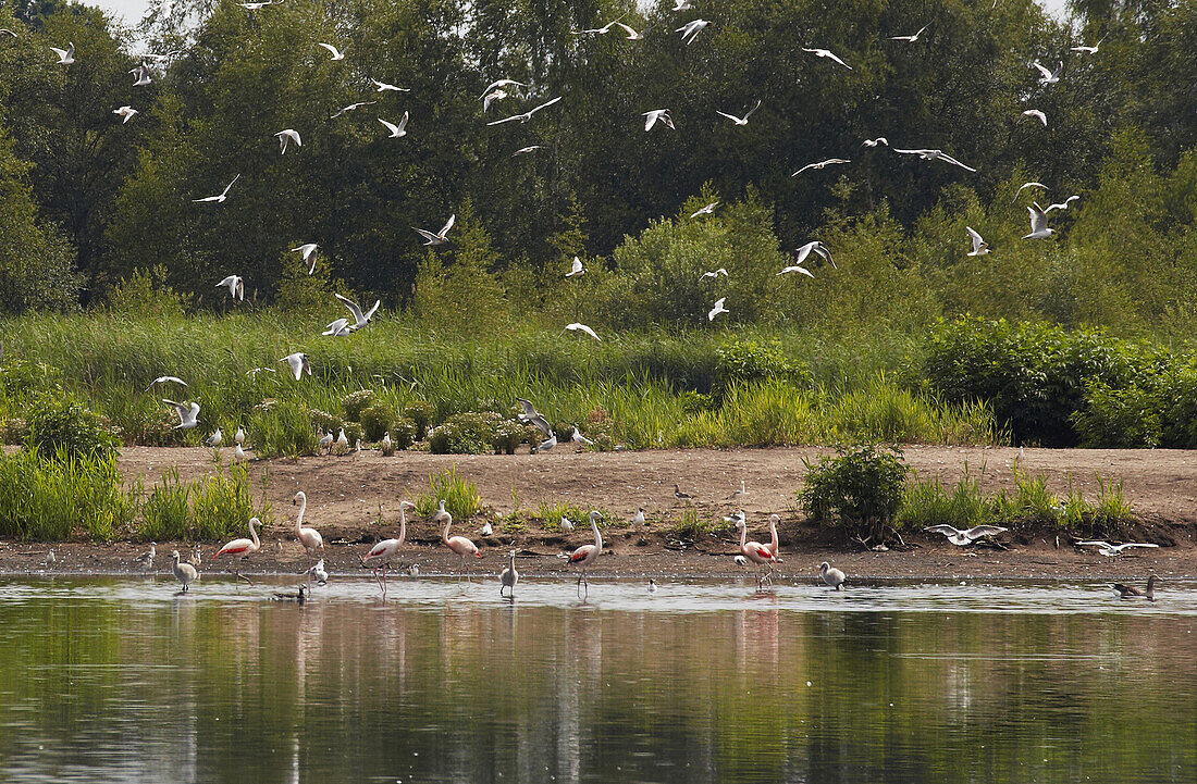 Zwillbrocker Venn , Moor , Flamingo , Lachmoewensee , Biologische Station Zwillbrock e.V. , Vreden , Muensterland , North Rhine-Westphalia , Germany , Europe