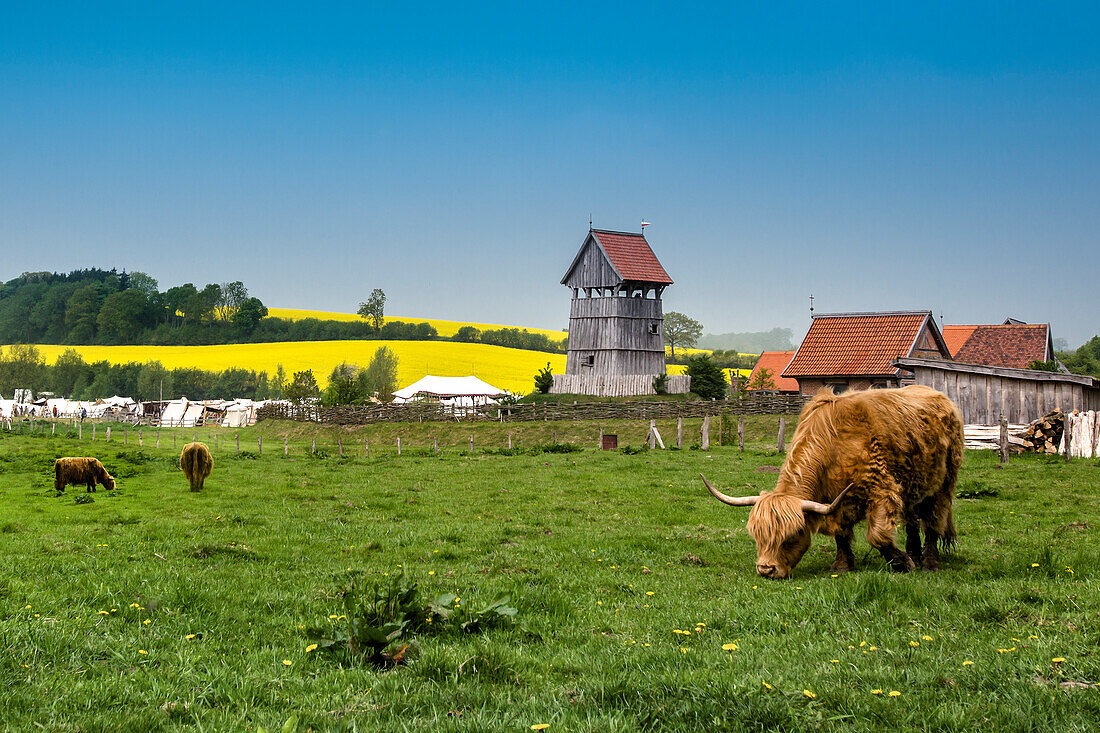 Kühe beim Grasen, Turmhügelburg, Lütjenburg, Ostsee, Schleswig-Holstein, Deutschland