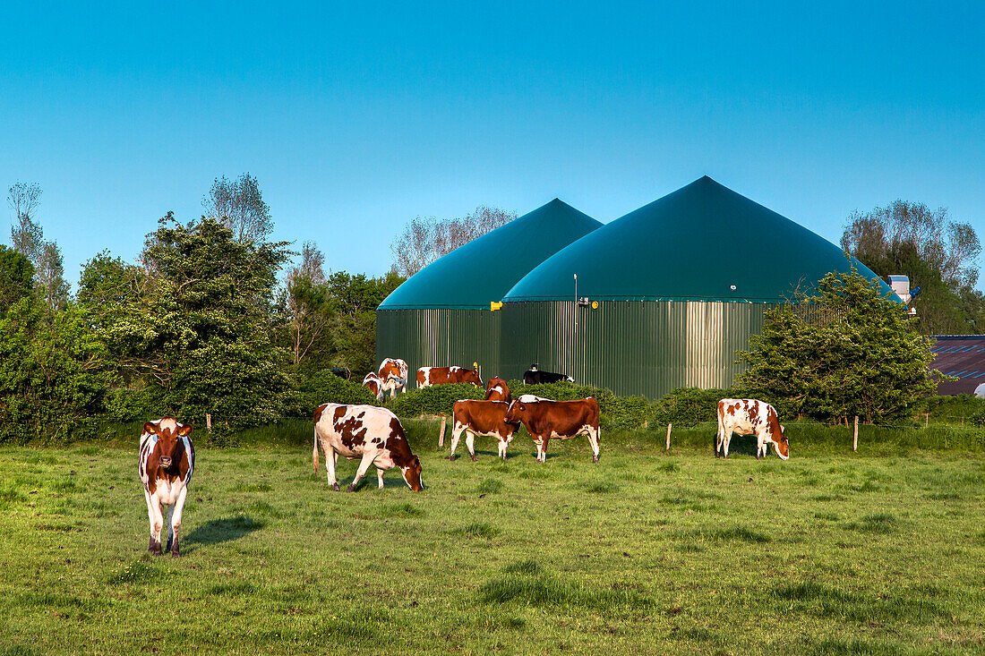 Kühe vor einer Biogasanlage, Schleswig-Holstein, Deutschland