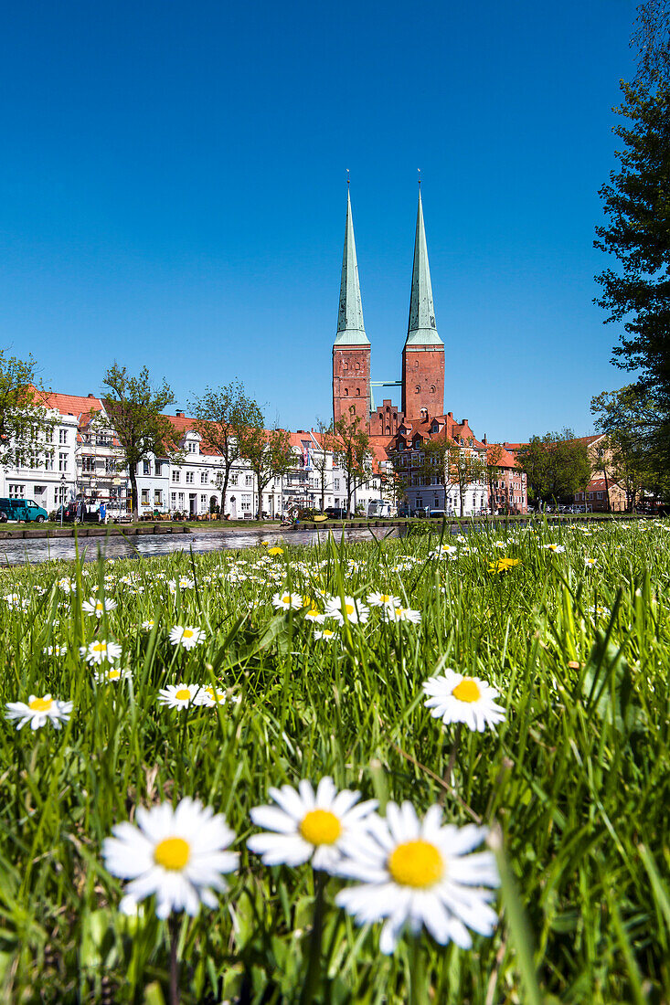 Flowers on the grass in front of Luebeck Cathedral, Hanseatic City, Luebeck, Schleswig-Holstein, Germany