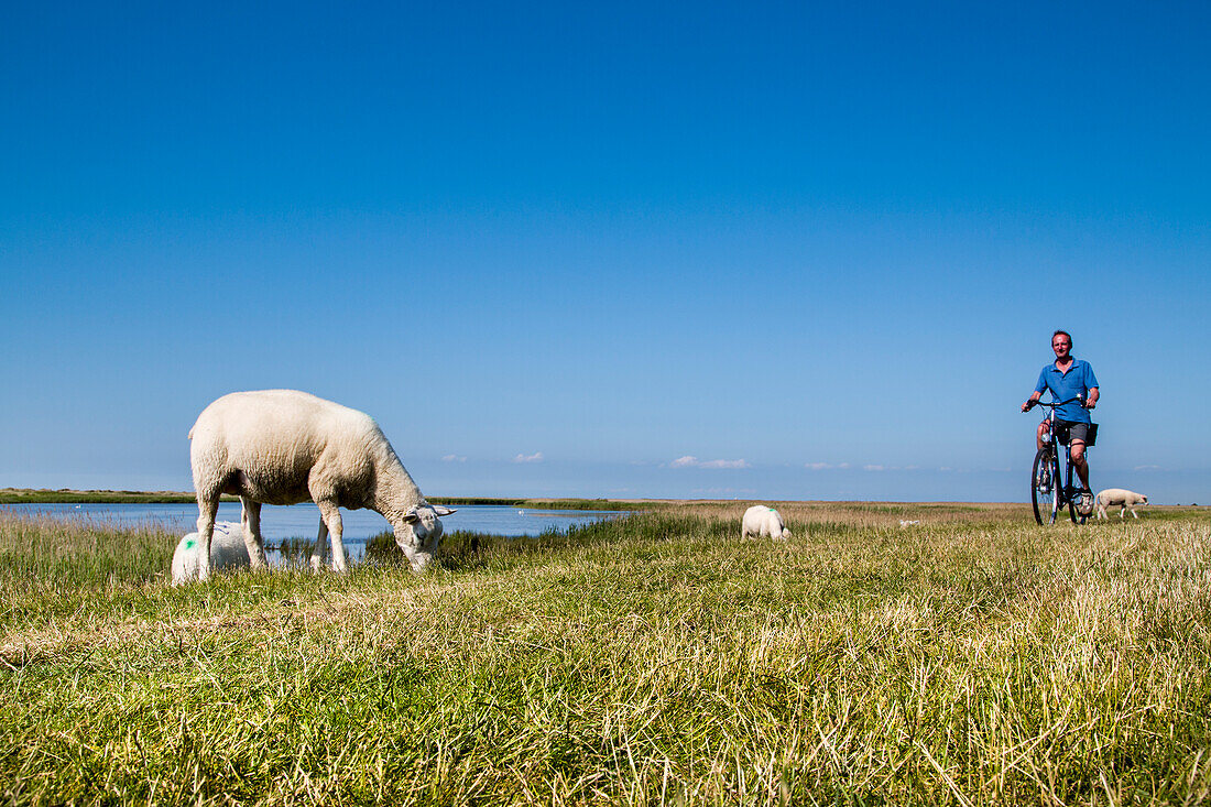 Cyclist and sheep on a dike, Westermarkelsdorf, Fehmarn island, Baltic Coast, Schleswig-Holstein, Germany