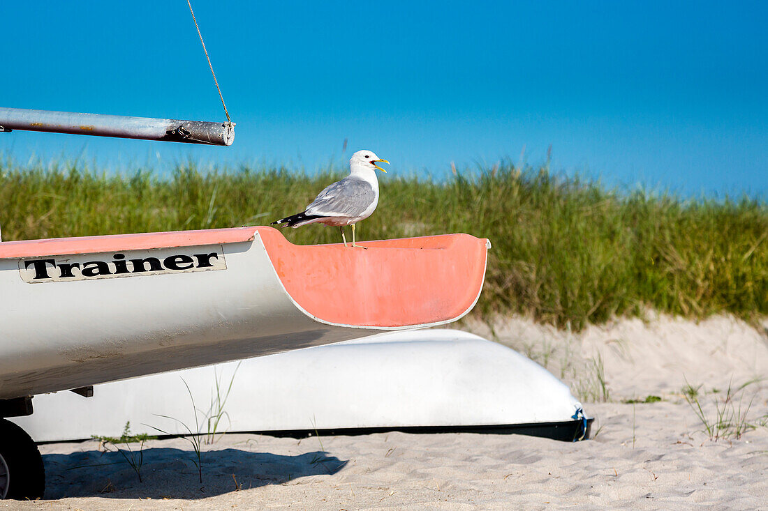 Möwe auf einem Boot, Selendorf, Hohwacht, Ostsee, Schleswig-Holstein, Deutschland