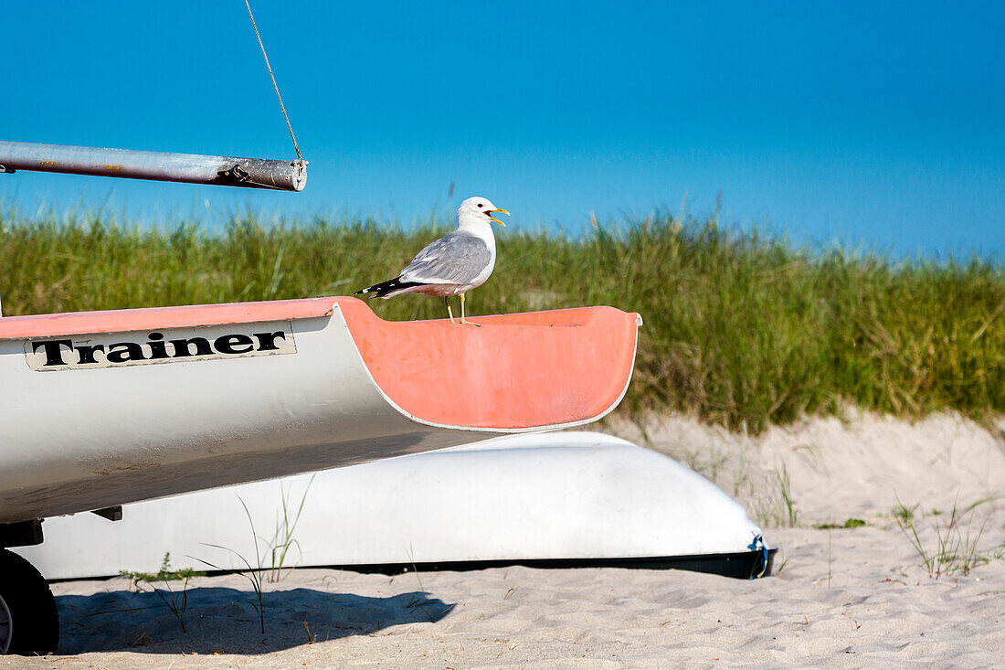 Seagull on a boat, Selendorf, Hohwacht, Baltic Coast, Schleswig-Holstein, Germany