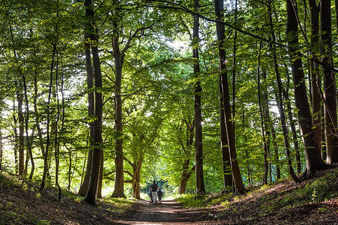 Wald am Selenter See, Holsteinische Schweiz, Ostsee, Schleswig-Holstein, Deutschland