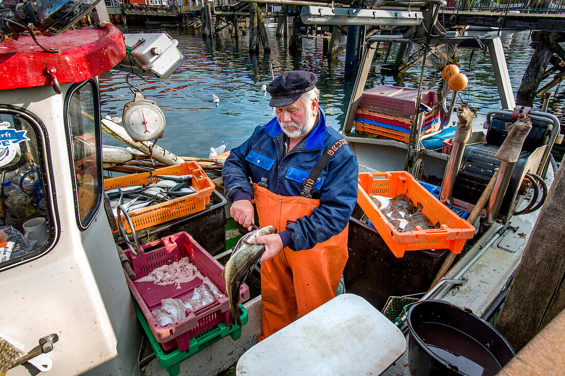 Fischer verkauft Fisch vom Kutter, Eckernförde, Ostsee, Rendsburg-Eckernförde, Schleswig-Holstein, Deutschland