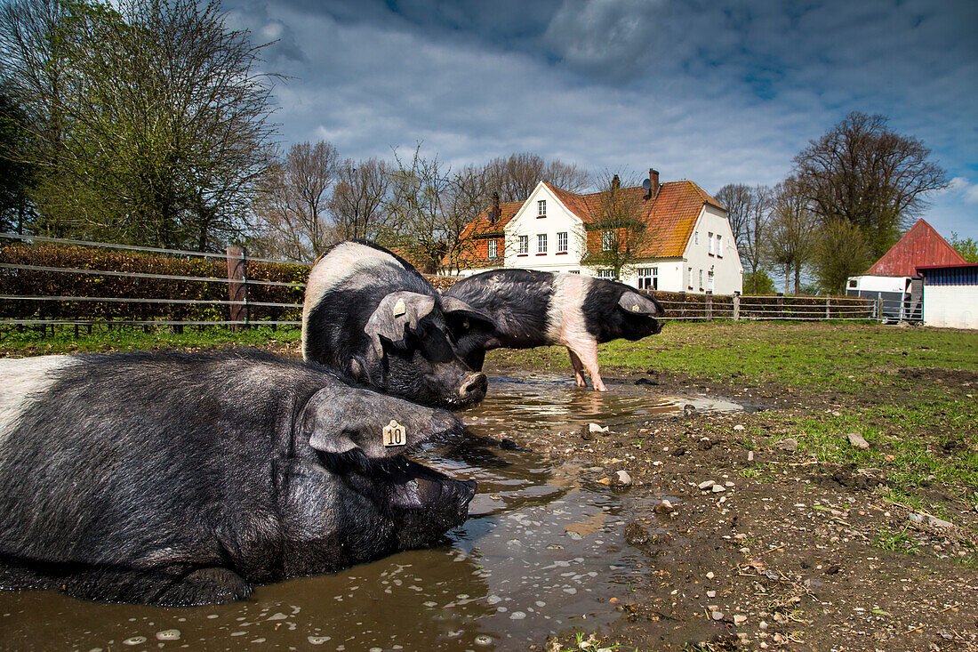 Historic pig breed, Ekenis, Schlei Fjord, Baltic Coast, Schleswig-Holstein, Germany