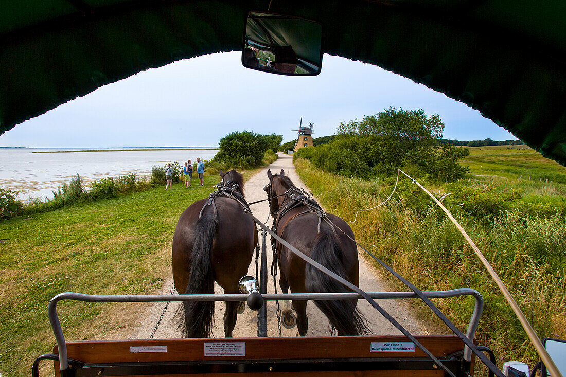 Horse carriage ride through the Geltinger Birk, Baltic Coast, Schleswig-Holstein, Germany