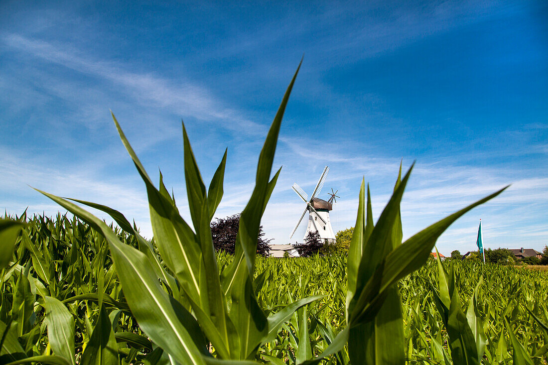 Steinadler Windmill, Westerholz, Baltic Coast, Schleswig-Flensburg, Schleswig-Holstein, Germany