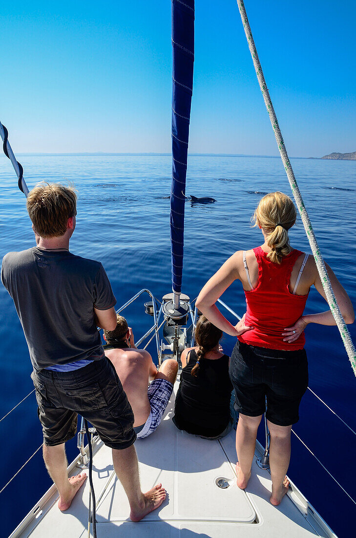 Two young women and two young men on a sailing yacht observing bottlenose dolphins (Tursiops truncatus) that are swimming close to the boat, Mallorca, Balearic Islands, Spain, Europe