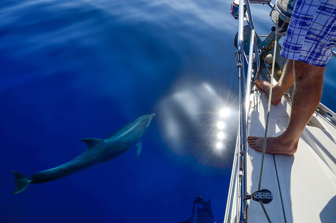 A bottlenose dolphin (Tursiops truncatus) swimming next to a sailing yacht, a man is observing the dolphin, Mallorca, Balearic Islands, Spain, Europe