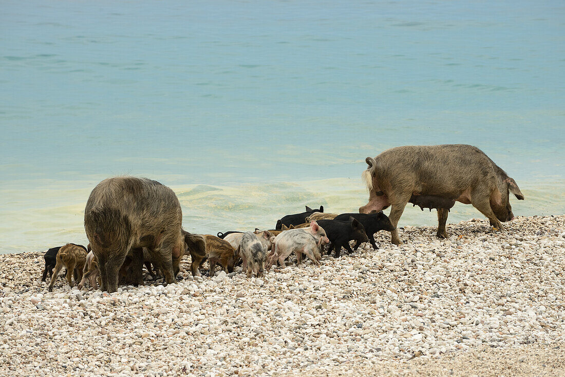 Wild boar (Sus Scrofa, Suidae) and young piglets, on the pebble beach of the bay Cala Sisine, Selvaggio Blu, Sardinia, Italy, Europe