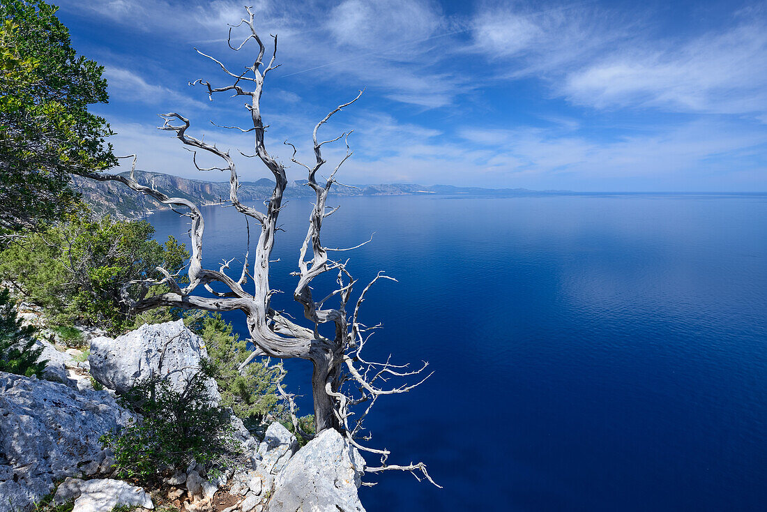 Wacholderbaum oberhalb des Meeres an der gebirgigen Küste, Golfo di Orosei, Selvaggio Blu, Sardinien, Italien, Europa