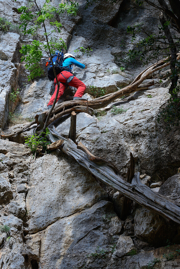 Frau klettert eine Wand mithilfe einer Baumleiter aus Wacholderstämmen hinauf, Selvaggio Blu, Sardinien, Italien, Europa
