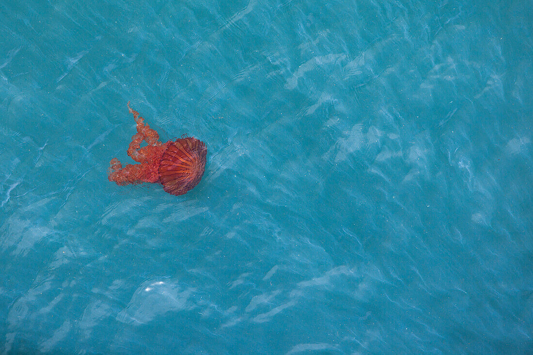 Eine rote Qualle im Hafenbecken, Iquique, Tarapaca, Chile, Südamerika