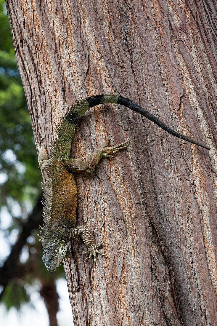 Land iguana (Iguana iguana) climbs down tree at Bolivar Park, Guayaquil, Guayas, Ecuador