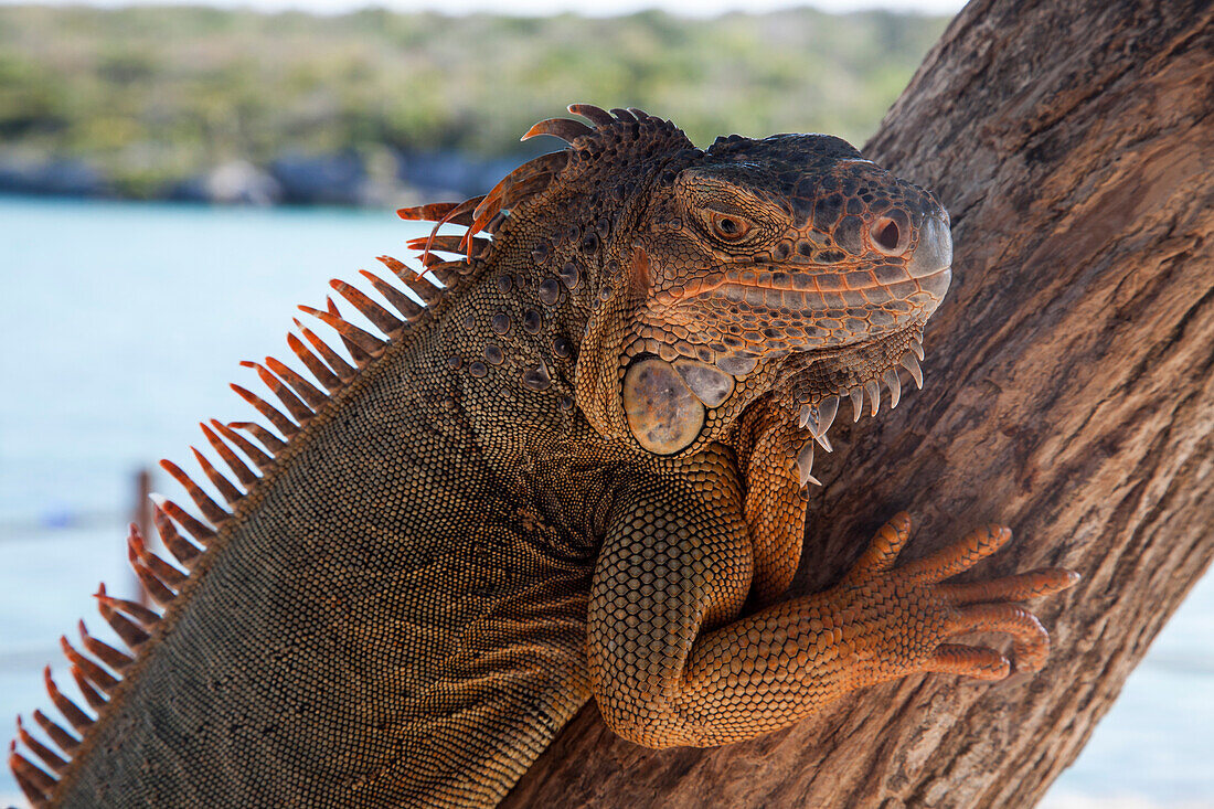 Ein Leguan (Ctenosaura similis) auf einem Baumstamm im Xel-Ha Park, Tulum, Riviera Maya, Quintana Roo, Mexiko, Mittelamerika