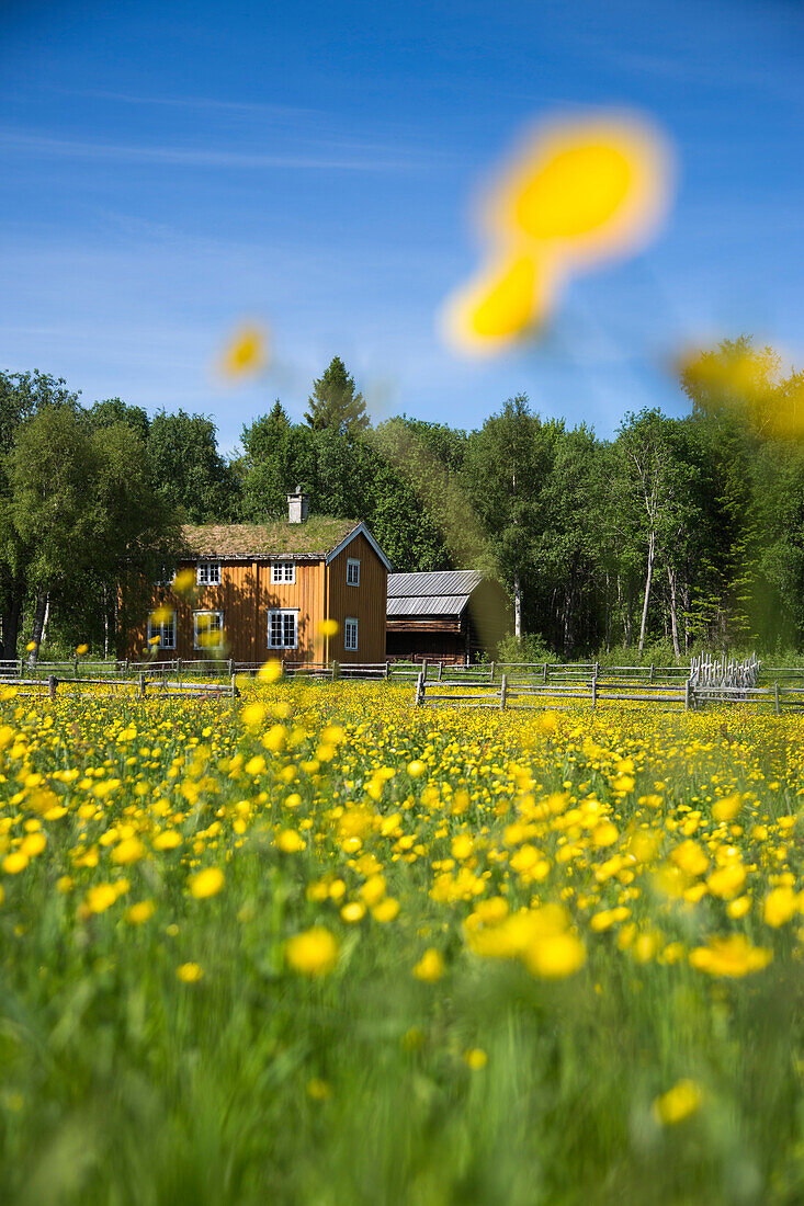 Wiese mit Butterblumen im Sverresborg Trøndelag Freiluftmuseum, Trondheim, Sør-Trøndelag, Norwegen, Europa