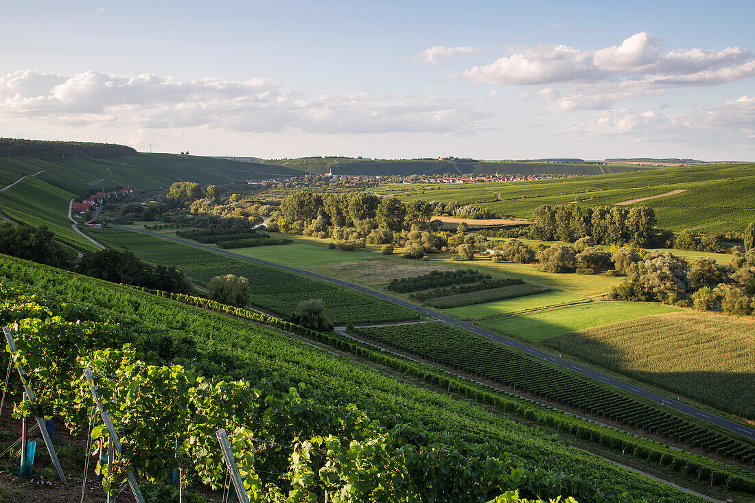 Blick über Mainschleife vom Fluss Main auf die Weinberge Nordheimer Vögelein und Sommeracher Katzenkopf, nahe Escherndorf, Franken, Bayern, Deutschland, Europa