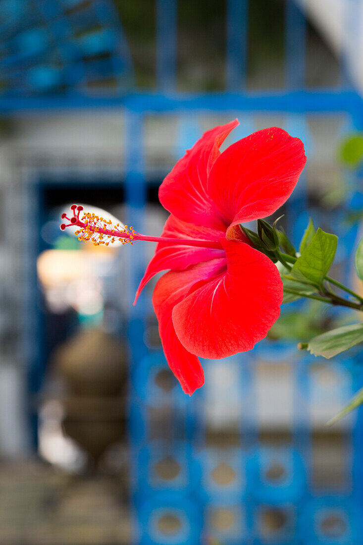 Rote Hibiskusblüte im Garten vom Dar El Annabi House Museum, Sidi Bou Said, Tunis, Tunesien, Afrika