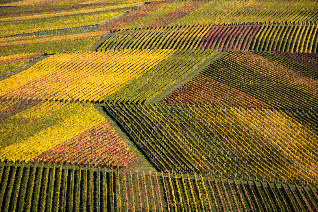 Blick auf Weinberg Nordheimer Vögelein im Herbst, nahe Köhler, Franken, Bayern, Deutschland, Europa