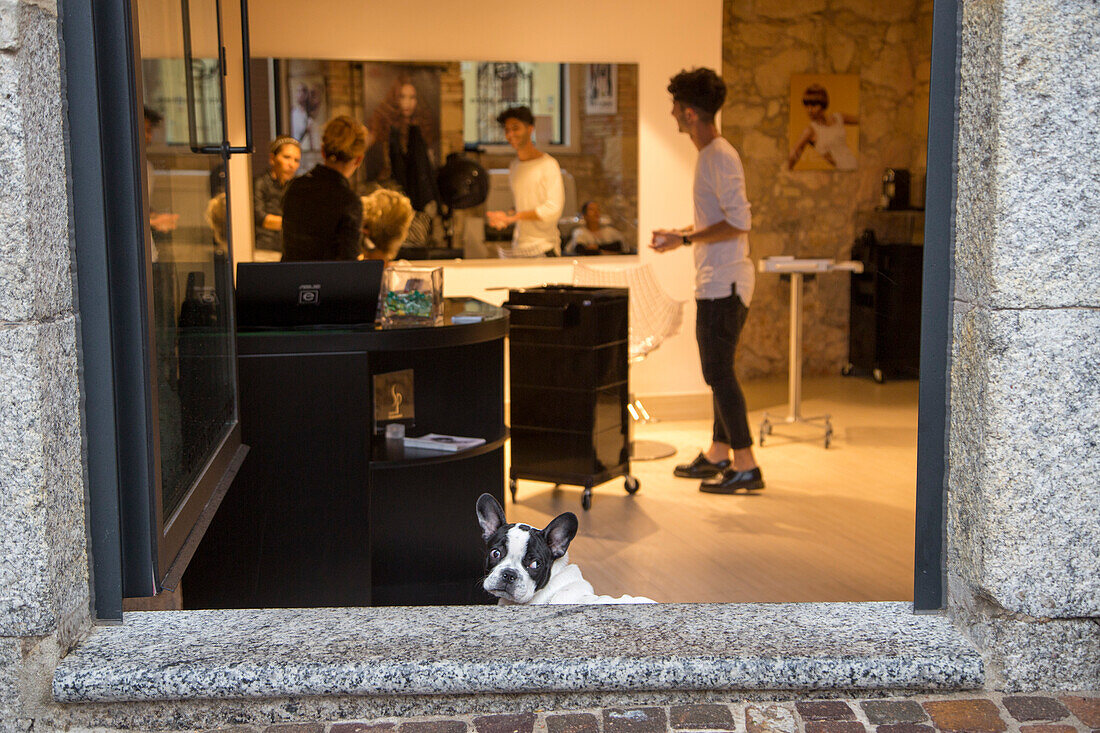 Kleiner Hund wartet geduldig am Eingang von einem Friseursalon, Cagliari, Sardinien, Italien, Europa
