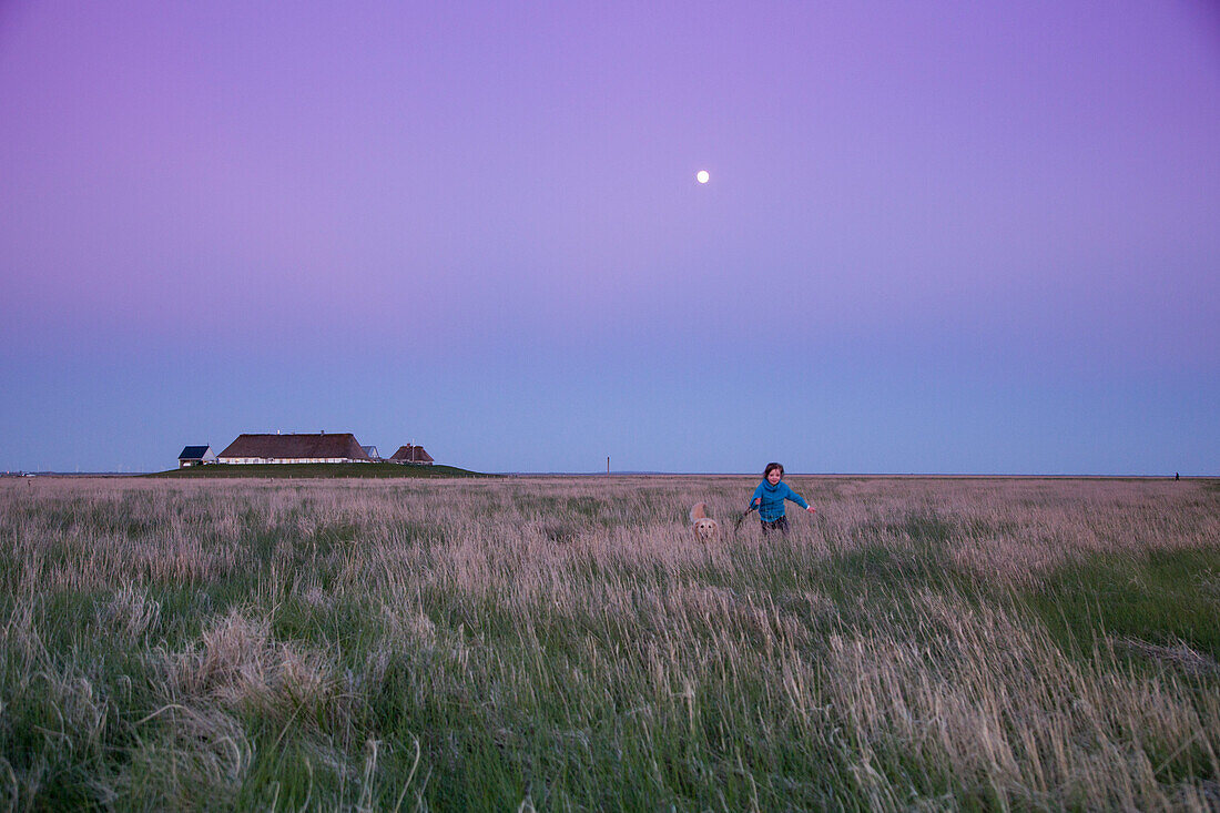 Young girl and Golden Retriever run through reed field near Hallig Krog restaurant along Wadden Sea at dusk, Hamburger Hallig, near Bredstedt, Nordfriesland, Schleswig-Holstein, Germany