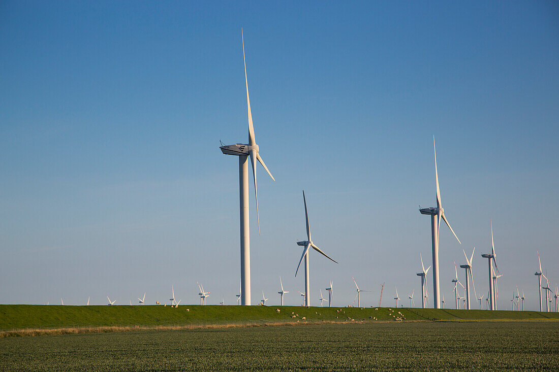 Wind turbines along field with sheep on levee near Wadden Sea, near Bredstedt, Nordfriesland, Schleswig-Holstein, Germany