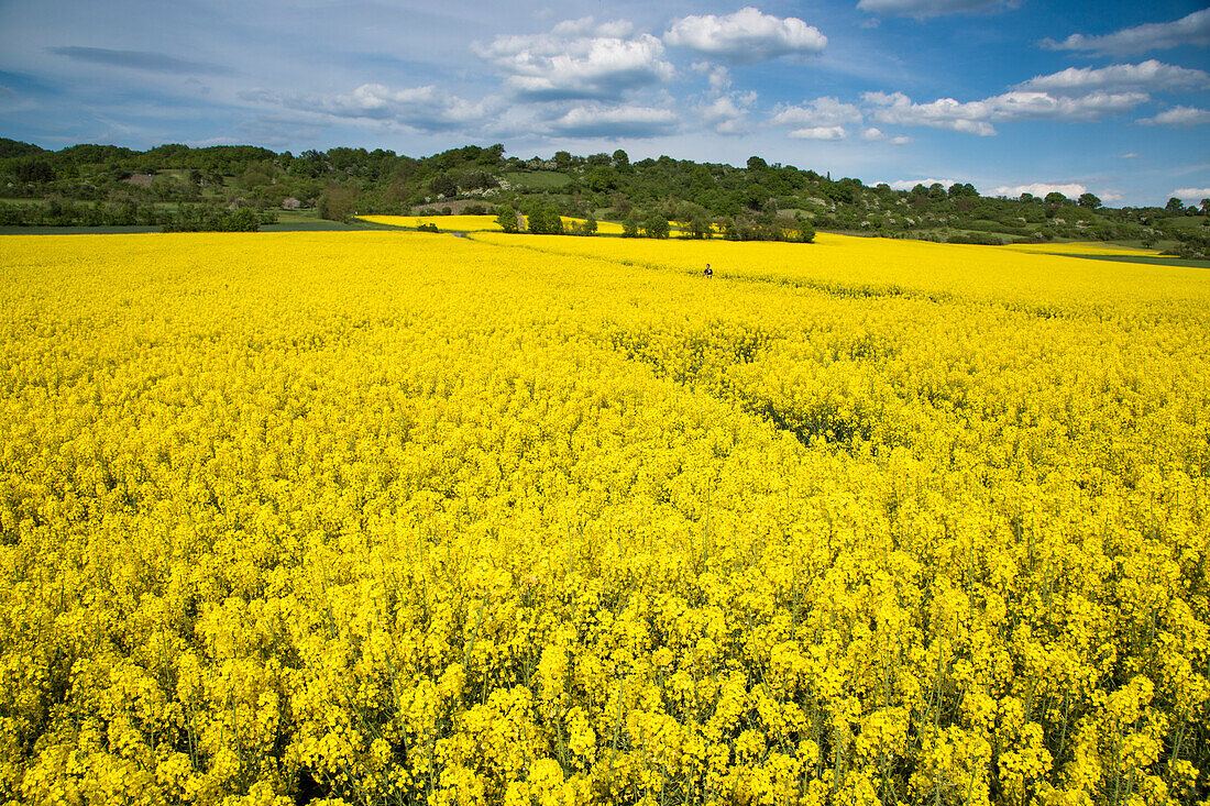 Blooming canola field, near Zeil am Main, Haßberge, Franconia, Bavaria, Germany