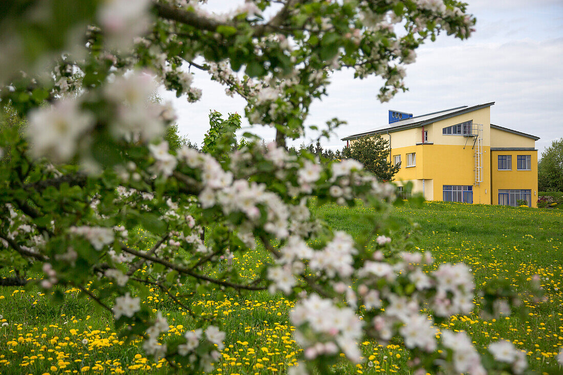 Apfelblüte nahe Gruppenhaus Reinisch-Haus im Schönstatt-Zentrum Marienberg, nahe Scheßlitz, Franken, Bayern, Deutschland, Europa
