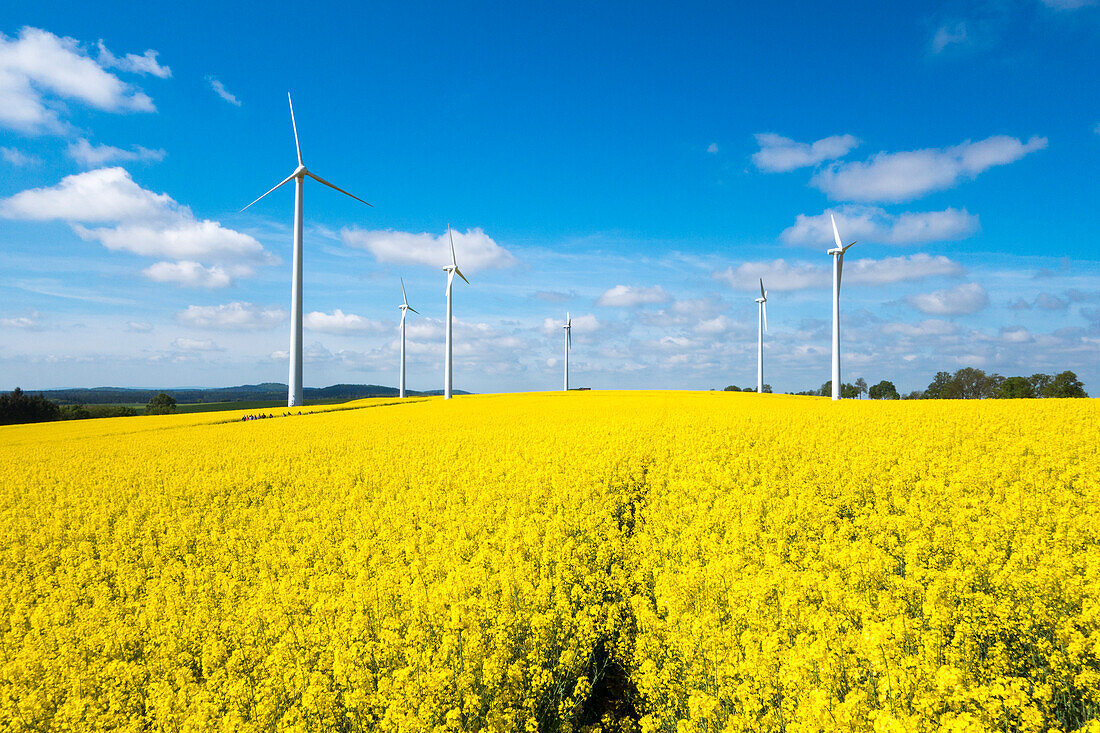 Wind turbines in blooming canola field, near Alsfeld, Vogelsberg, Hesse, Germany