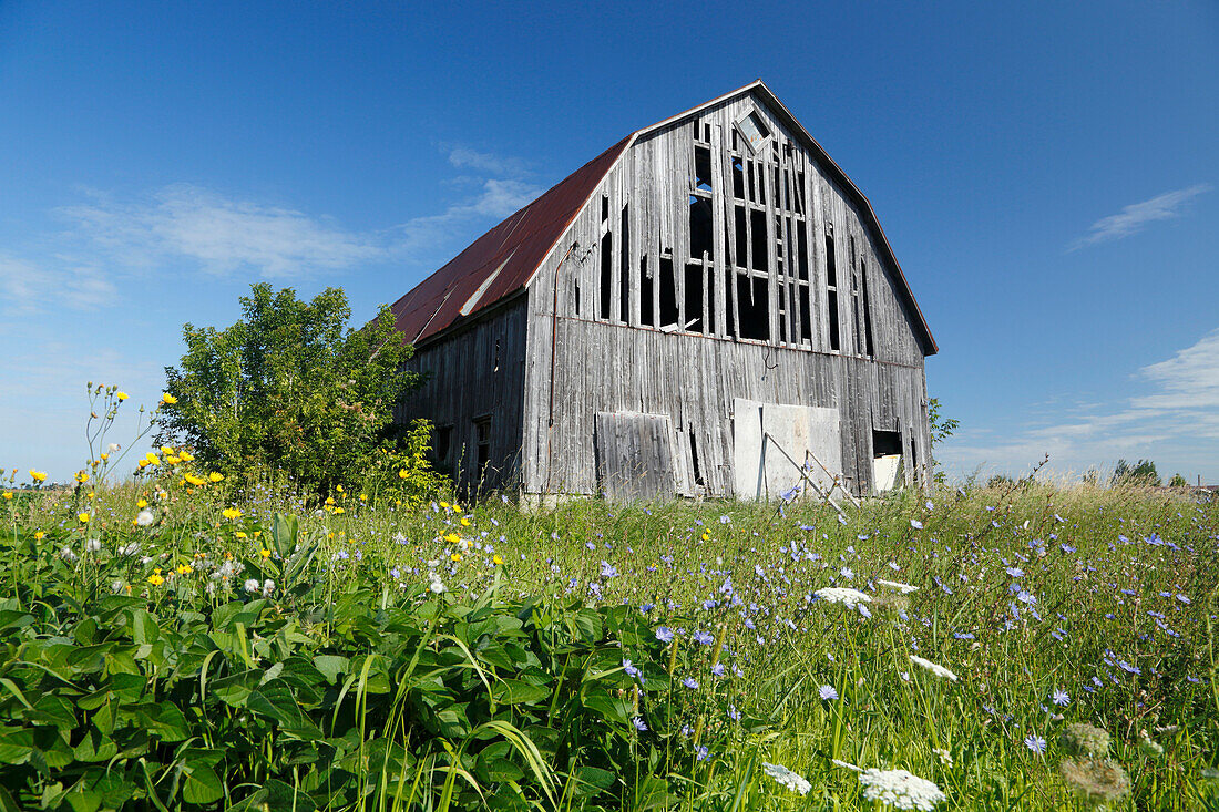 Farmland mit alter Scheune im Feld, Provinz Quebec, Kanada