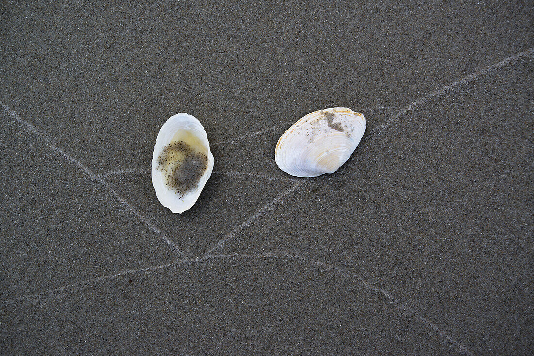 Two shells lying on a Baltic Sea beach in the Western Pomerania Lagoon Area National Park, Dierhagen, Fischland-Darss-Zingst, Mecklenburg-Western Pomerania, Germany