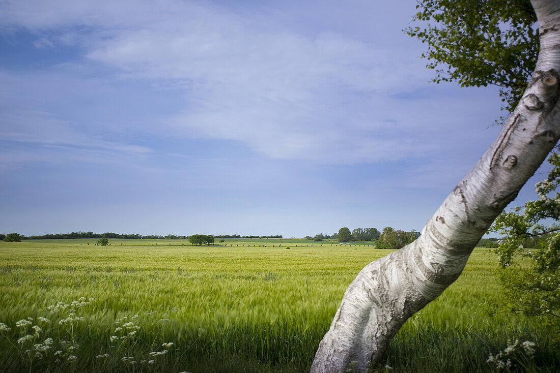 Field landscape with a birch trunk in the Western Pomerania Lagoon Area National Park, Ahrenshoop, Fischland-Darss-Zingst, Mecklenburg-Western Pomerania, Germany